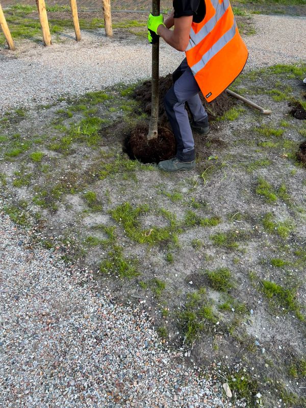 Apple Tree Planting in Honolulu, HI