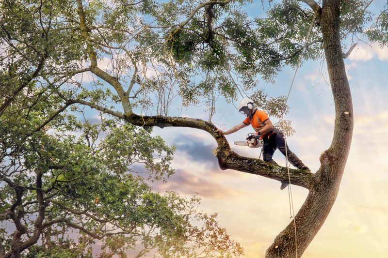 Arborist Pruning in Reno, NV