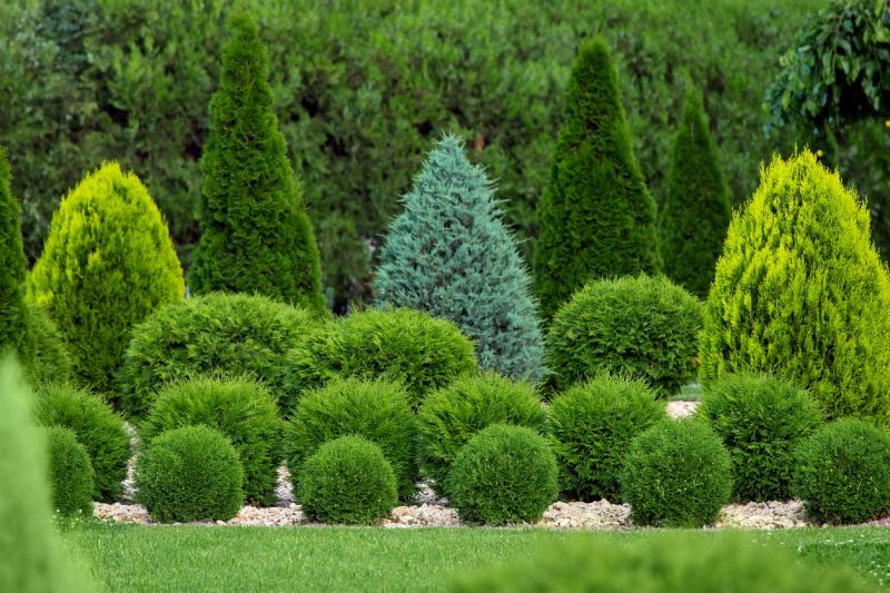 Boxwood Planting in Honolulu, HI