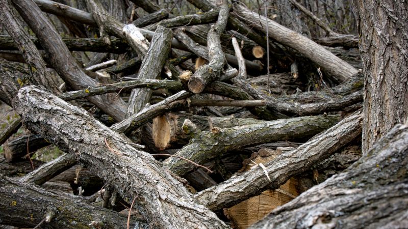Brush Cleanup Service in Ventura County, CA