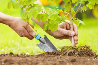 Japanese Cherry Tree Planting in Ventura County, CA