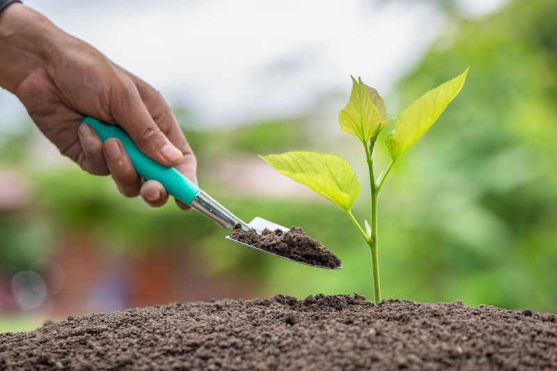 Maple Tree Planting in Ventura County, CA