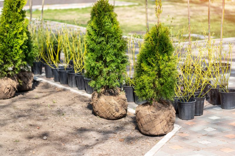 Privacy Hedge Planting in Ventura County, CA
