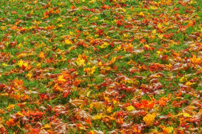 Seasonal Lawn Maintenance in Honolulu, HI
