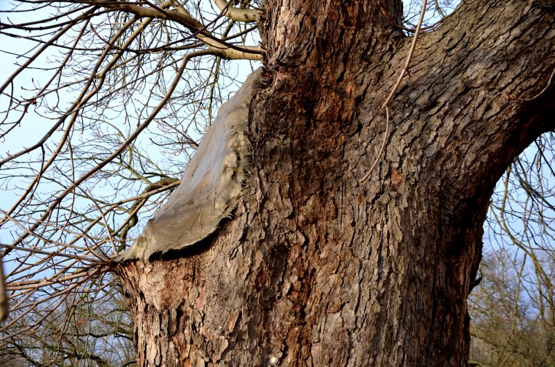 Shrub Care Service in Reno, NV