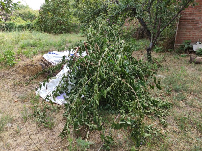 Tree Branch Disposal in Ventura County, CA