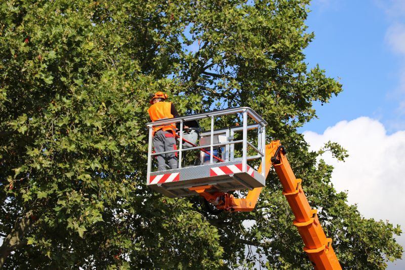 Tree Cabling Service in Reno, NV