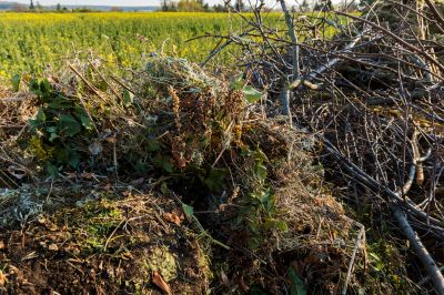 Who Does Brush Pick Ups