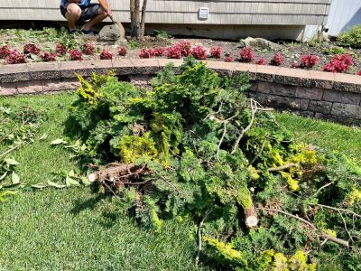 Control Overgrowth of Bushes!