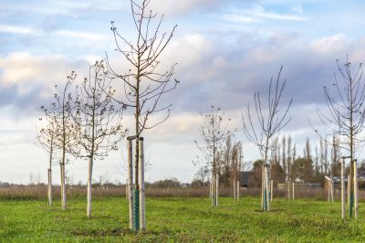 Ornamental Tree Planting in Honolulu, HI